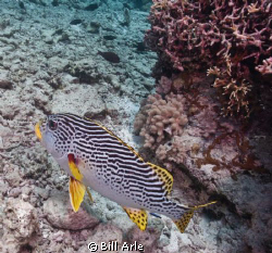 Sweetlips by Bill Arle 